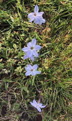 Ipheion