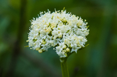 Valeriana occidentalis