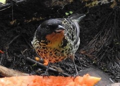 Ixothraupis rufigula