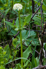 Valeriana occidentalis