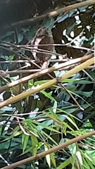 Glaucidium brasilianum