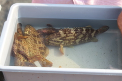 Epinephelus coioides