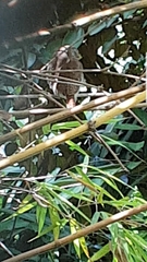 Glaucidium brasilianum