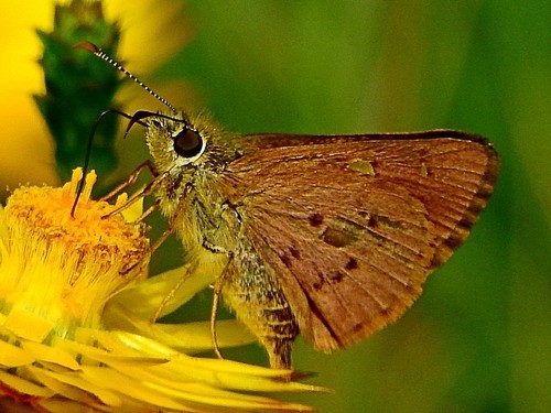 Signeta flammeata