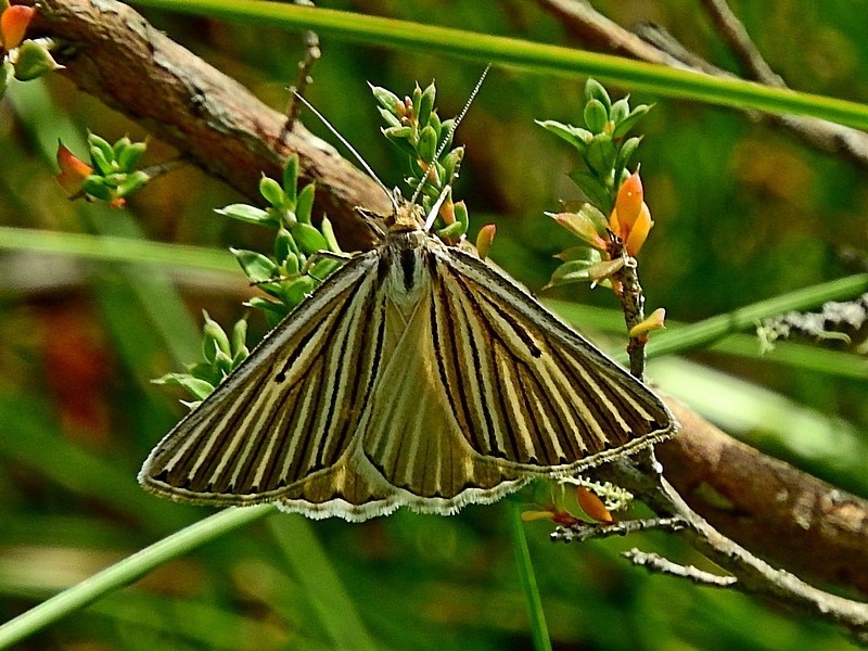 Striped Cape Moth