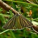Striped Cape Moth - Photo (c) Max Campbell, some rights reserved (CC BY), uploaded by Max Campbell
