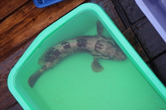 Epinephelus coioides