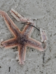 Astropecten articulatus