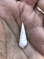 Longchaeus acus