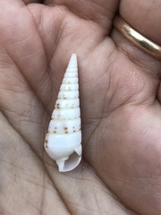 Longchaeus acus