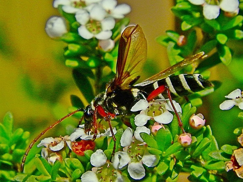 Montane wasp-mimic longhorn beetle