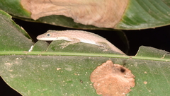 Anolis festae