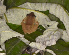 Pristimantis achatinus