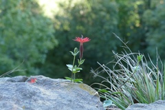 Silene rotundifolia