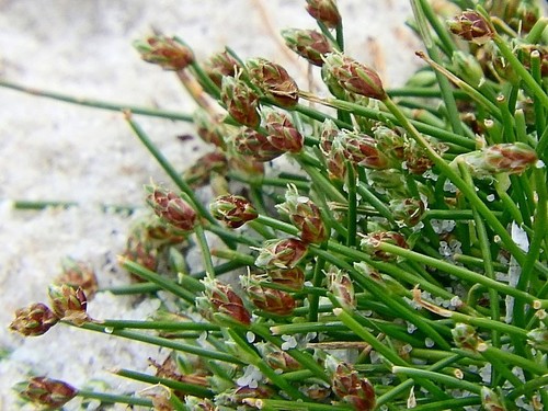 Isolepis cernua
