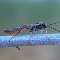 Cymodusa distincta