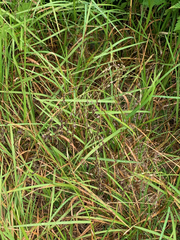 Bromus briziformis