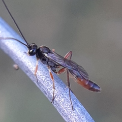 Cymodusa distincta