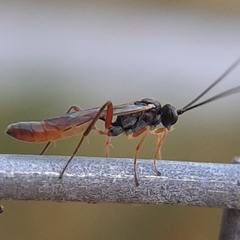 Cymodusa distincta