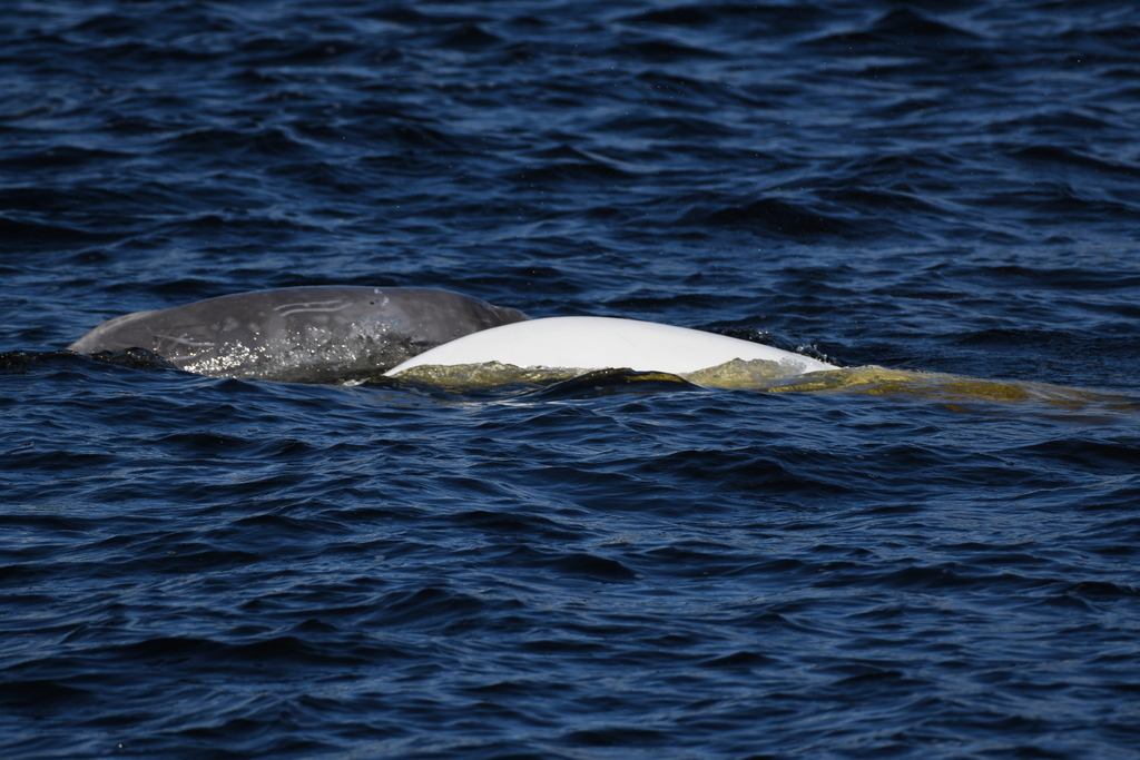 Grey young beluga surfacing beside a white adult near Tadoussac, Quebec