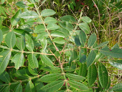 Winged sumac (Rhus copallinum)