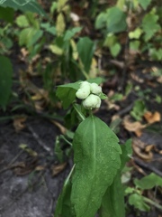 Schizomyia eupatoriflorae