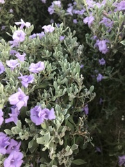 Leucophyllum frutescens