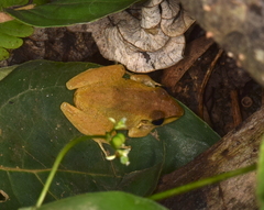Pristimantis achatinus