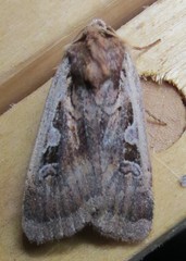 Parabagrotis exsertistigma