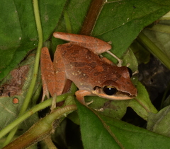 Pristimantis achatinus