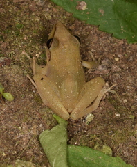 Pristimantis achatinus