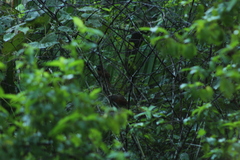 Synallaxis erythrothorax