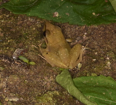 Pristimantis achatinus