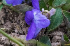 Viola nephrophylla