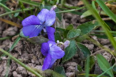 Viola nephrophylla