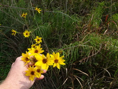 Helianthus salicifolius