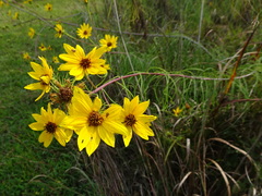 Helianthus salicifolius