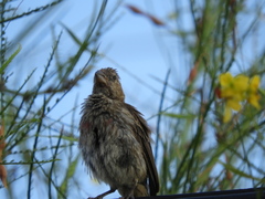 Haemorhous mexicanus