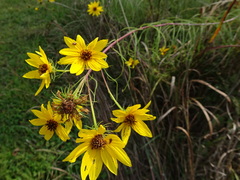 Helianthus salicifolius