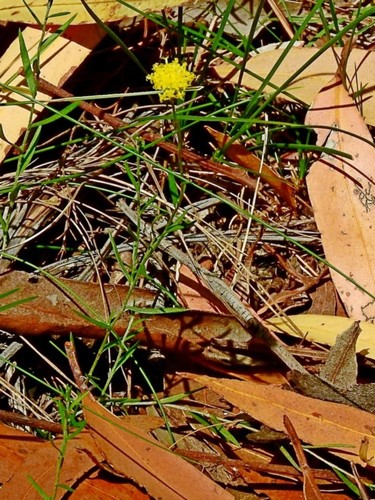 Image of Leptorhynchos nitidulus by (c) Max Campbell, some rights reserved (CC BY)