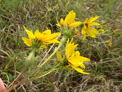 Helianthus salicifolius