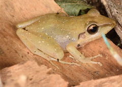 Pristimantis achatinus