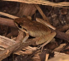 Pristimantis achatinus