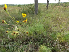 Helianthus salicifolius