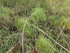 Helianthus salicifolius