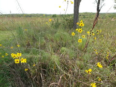 Helianthus salicifolius