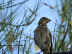 Haemorhous mexicanus