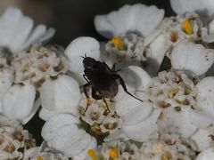 Empis pennipes