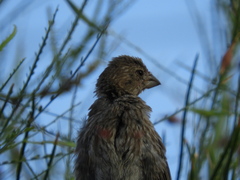 Haemorhous mexicanus