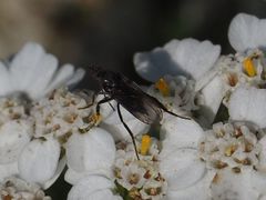 Empis pennipes
